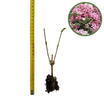 Puiet Weigela Candida 10cm de la Plante Si Flori Srl