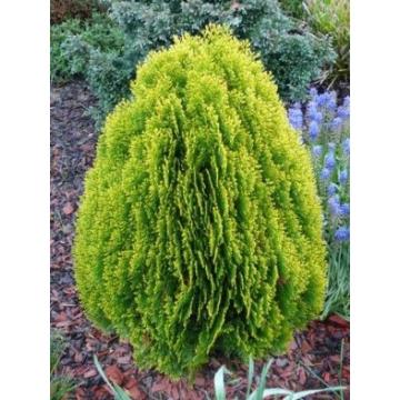 Conifer Tuia Aurea Nana de 35-45cm
