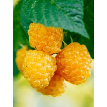 Zmeur galben Golden Bliss de 35-45cm de la Plante Si Flori Srl