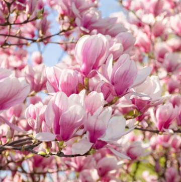 Parfum lumanari sau sapun Magnolia