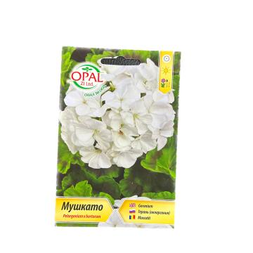Seminte flori Muscata alba, OpalZi Bulgaria
